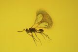 Fossil Ant & Wasp In Baltic Amber #38893-2